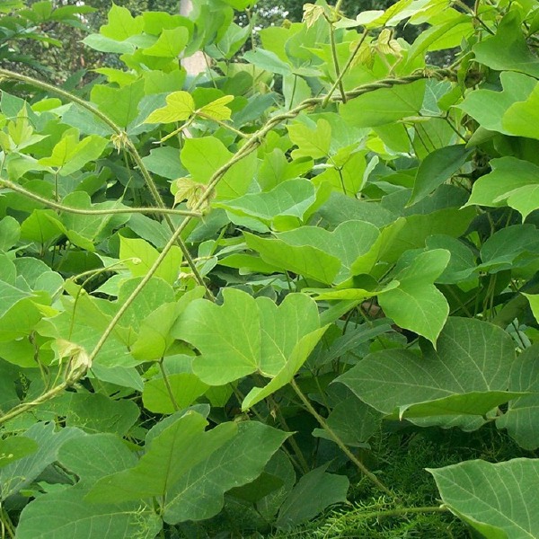 葛藤种子 矿山修复复绿护坡种籽边坡绿化多年生爬藤藤本植物种子