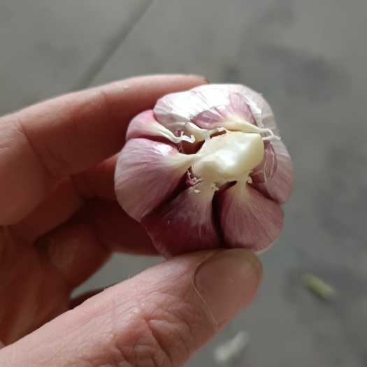 兰陵县早熟蒜