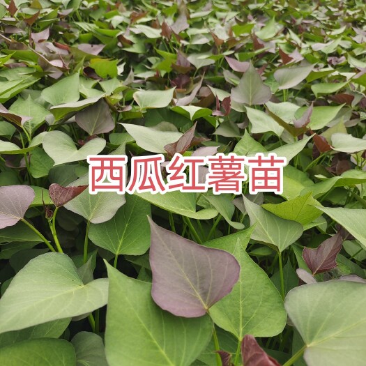 原阳县西瓜红蜜薯苗