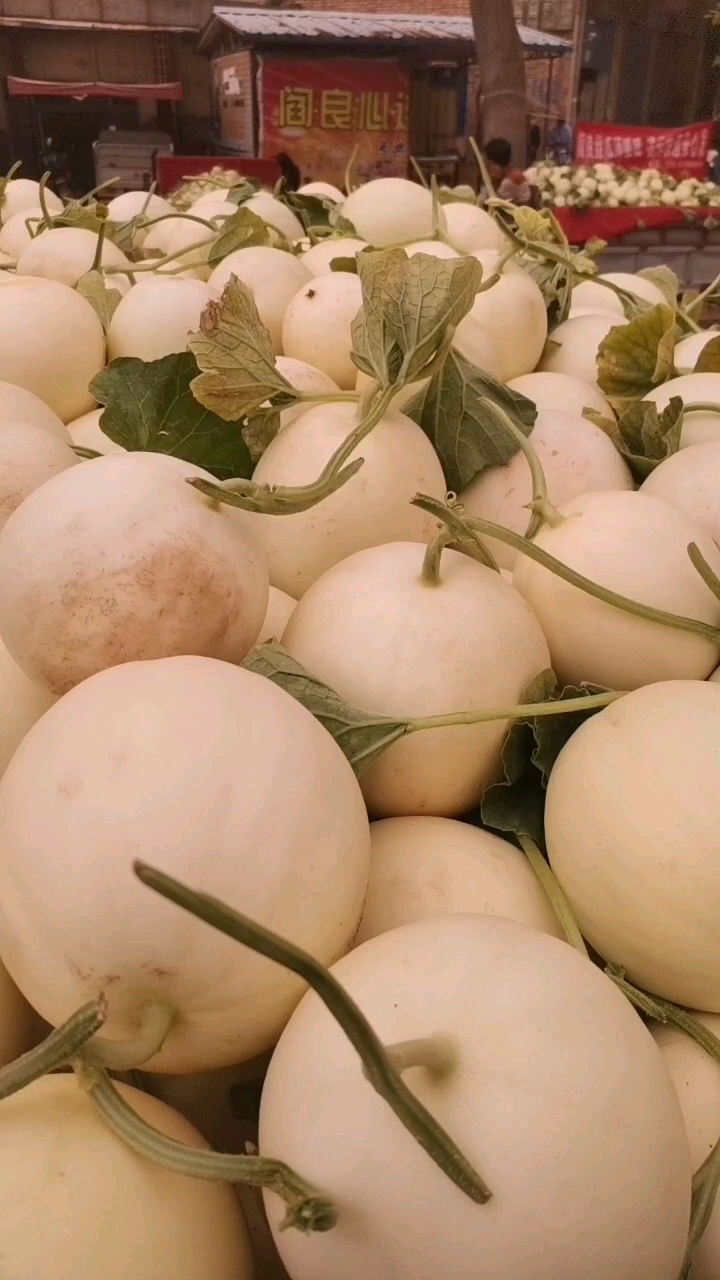 阎良甜瓜大量走货，品种多，规格多，对接各种渠道