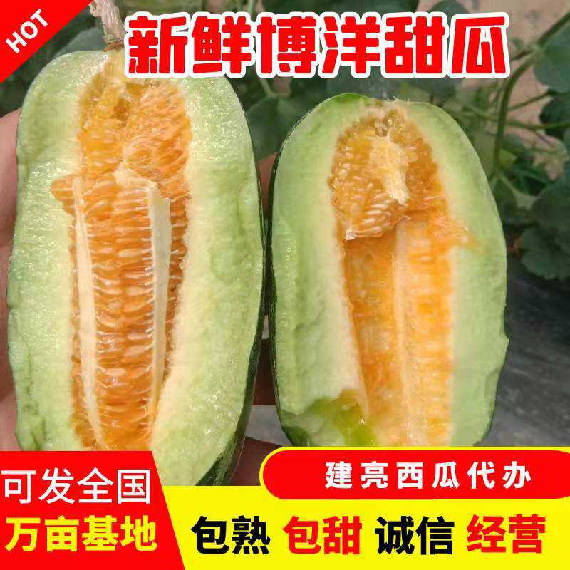 惠民县山东，滨州，产地甜瓜大量上市，博洋9，博洋61等等甜瓜