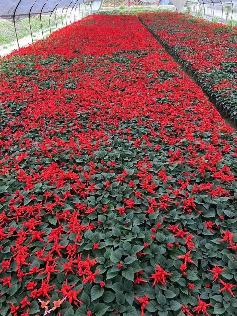 一串红基地，成都郫县温江基地大量现货供应