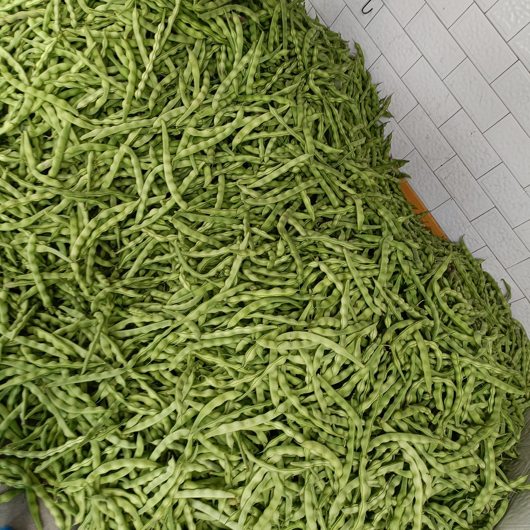 夹江县大青豆大量上市