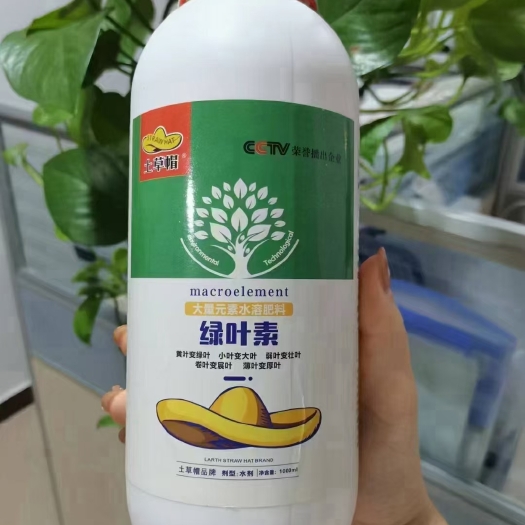 郑州土草帽绿叶素黄叶变绿叶  卷叶变展叶小叶变大叶  薄变厚