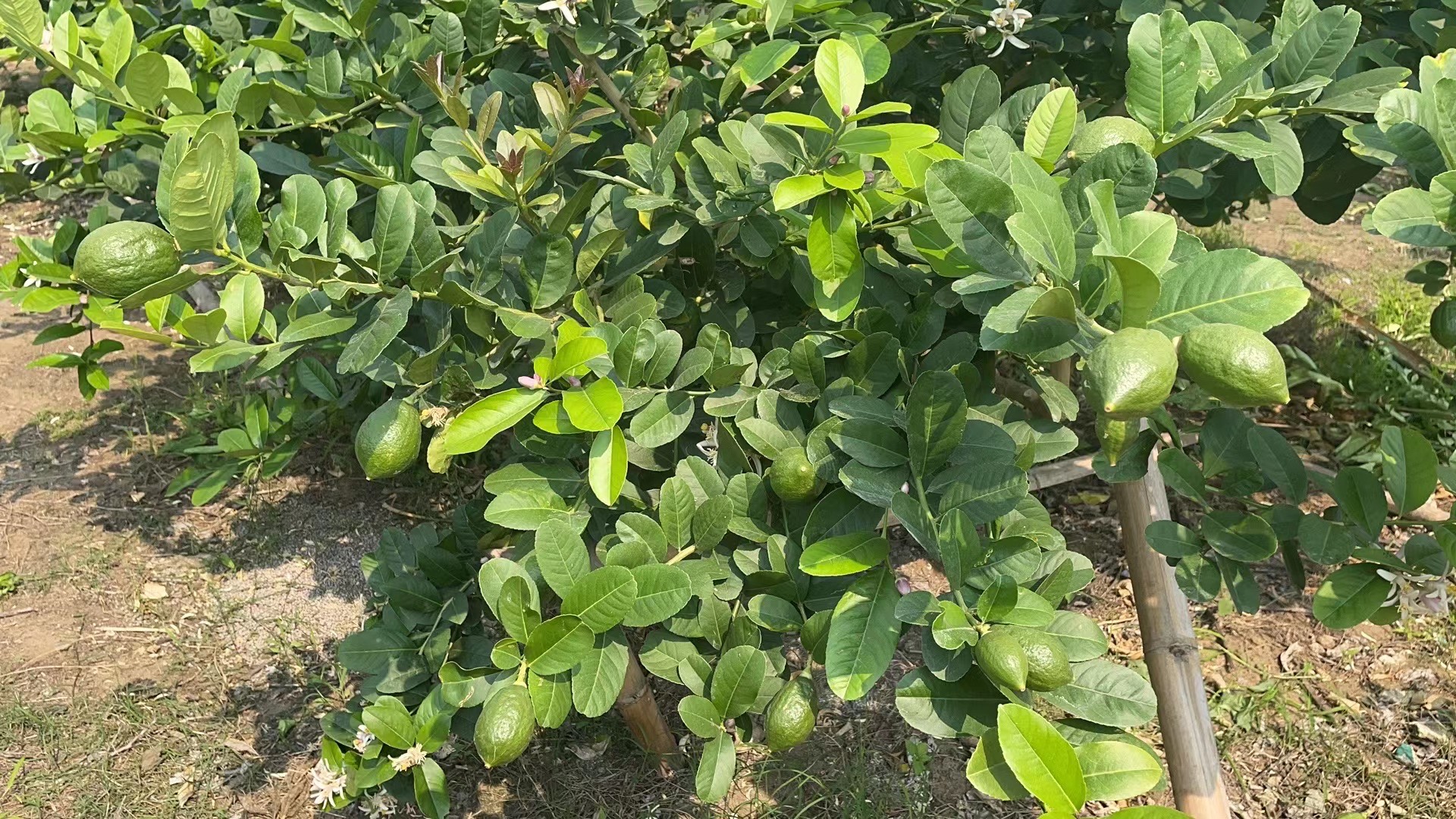 小渝的檸檬店