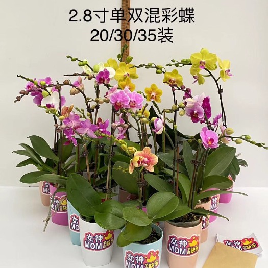 广州2.8寸蝴蝶兰随机混装