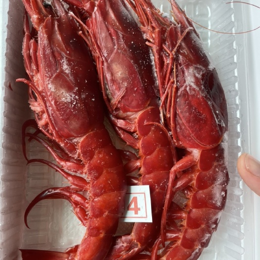 广州红魔虾