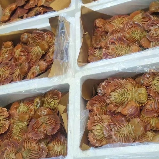 温岭市活琵琶虾