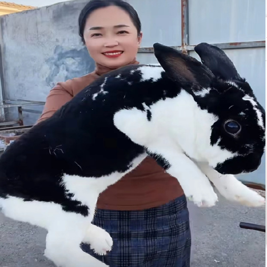 嘉祥县优质种兔，彩色獭兔，肉兔，宠物兔，大型公羊兔