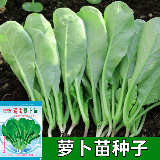 萝卜菜种子 萝卜苗种籽 专吃小萝卜苗 四季阳台盆栽青菜蔬菜种