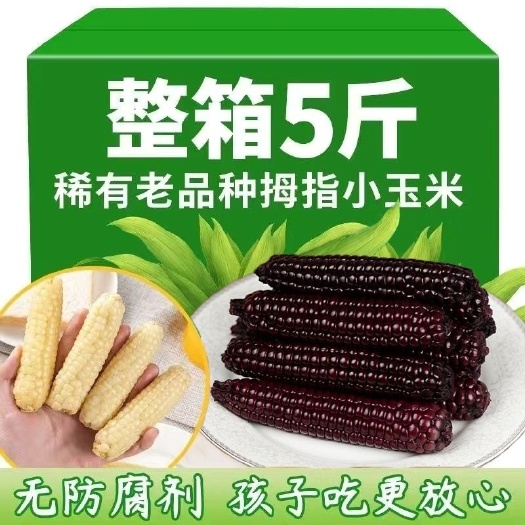 景洪市随行就市电议版纳拇指玉米迷你糯玉米老品种手指玉米香糯小玉米