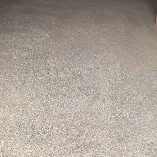 霍尔果斯大麦 哈萨克斯坦大麦