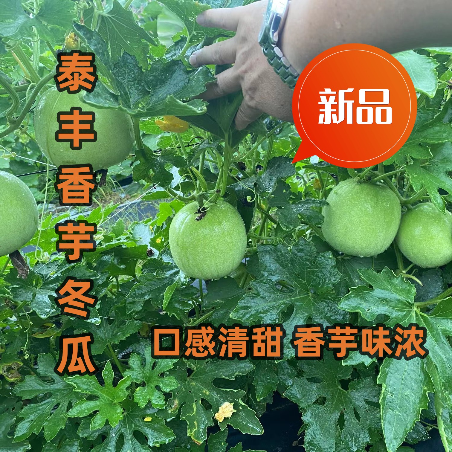 广州新型泰丰香芋小冬瓜种子 抗性强 香味浓 口感清甜