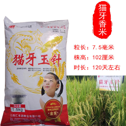 常德猫牙玉针香米稻谷种子 常规矮杆长粒香稻种 原种浓香优质稻