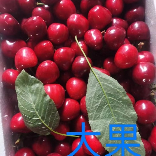 烟台美早