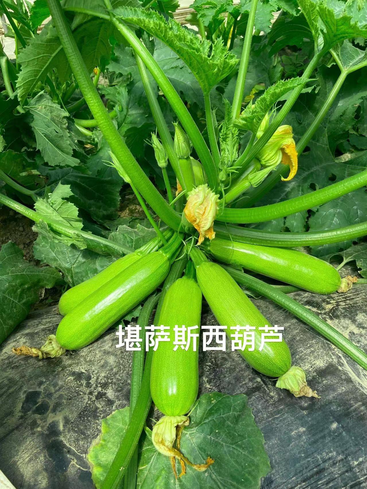 夏邑县堪萨斯西葫芦种子，油绿顺直，带瓜能力强，耐低温，抗病能力强
