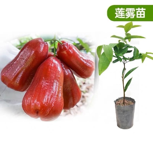 四季莲雾果树苗黑金刚大叶红莲雾苗嫁接果树苗可盆栽地栽当年结果