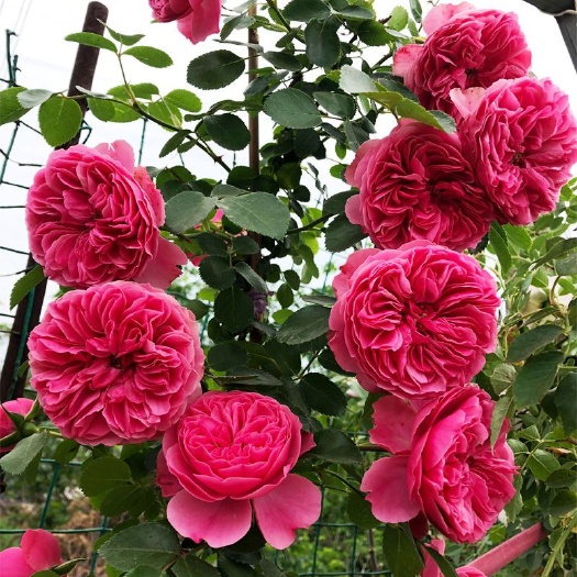 藤本月季花苗四季特大浓香庭院爬藤植物花卉盆栽玫瑰爬墙梅