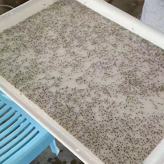 遂溪县南美白对虾苗 可淡水养殖