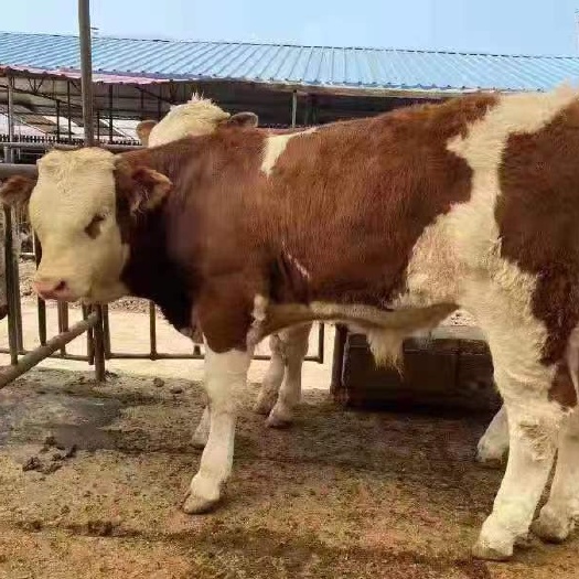 利津县西门塔尔牛犊 夏洛莱牛 养西门塔尔，生长快，保长2000斤