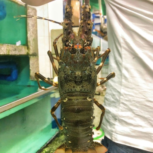 深圳越南青龙虾仔，5～8两规格