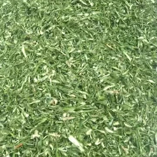 商丘无杂精品干辣椒片青辣椒干品干青辣椒段燕飞家专卖辣椒佐料炒菜
