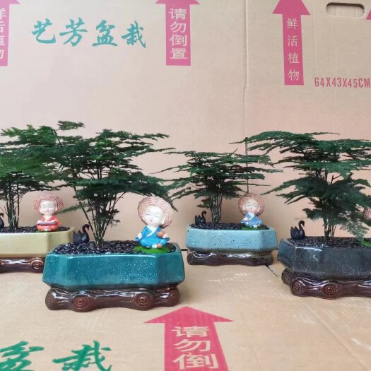 广州文竹铁杆文竹陶瓷小盆景净化新鲜空气居家办公室内室外园艺盆栽