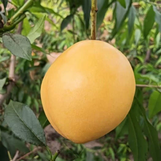 高邑县暖棚套袋油桃蟠桃