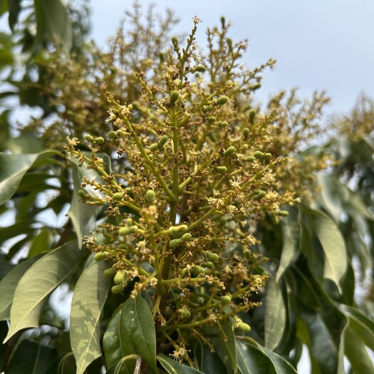 盈江县荔枝