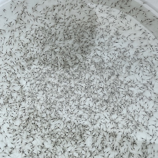 遂溪县南美白对虾苗