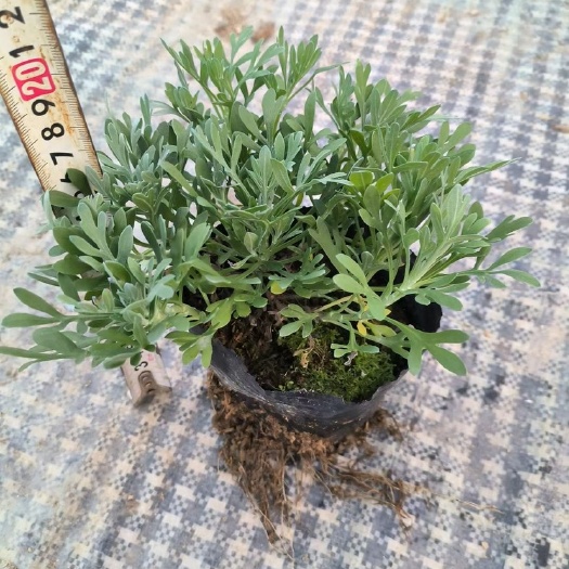 中山市芙蓉菊