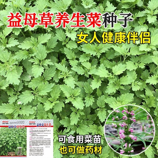 益母草种籽中药材种子阳台盆栽种植野生食用苗正品四季春夏播蔬菜