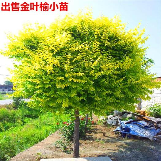 金叶榆接穗，金叶榆产地，金叶榆小苗