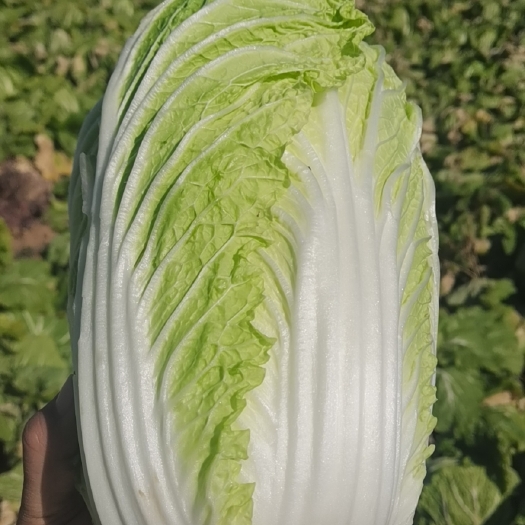 宁城县白菜黄心玲珑黄