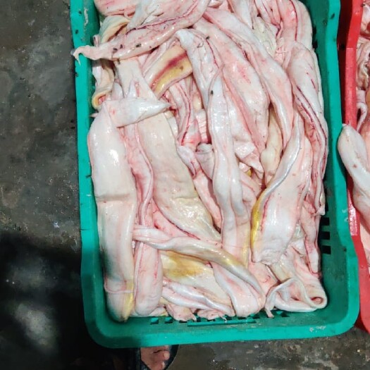 江门新鲜鱼胶 鱼肚