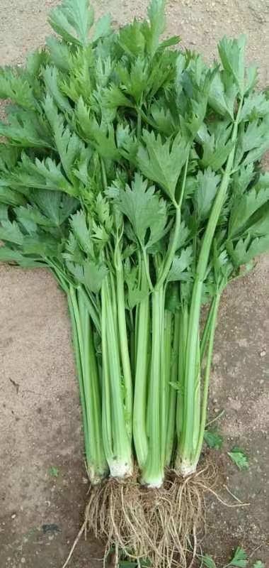 芹菜叶片好