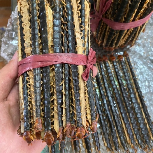随县活体蜈蚣