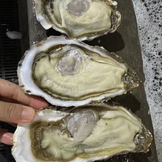 诏安县山东精品乳山蚝规格从2.5+到8+有货50斤起拍
不包邮