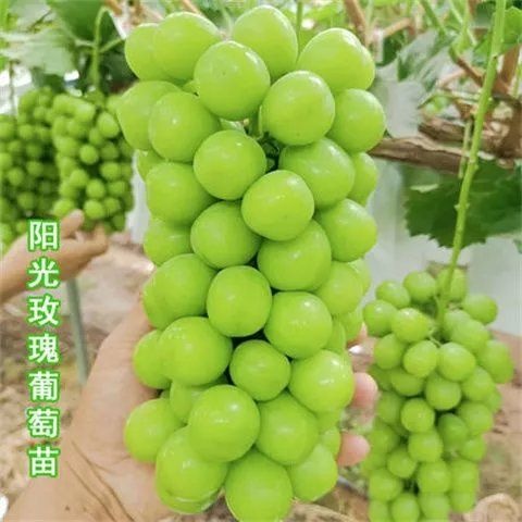 灵山县阳光玫瑰无核葡萄树苗日本香印晴王葡萄苗青提无籽葡萄苗当年结果