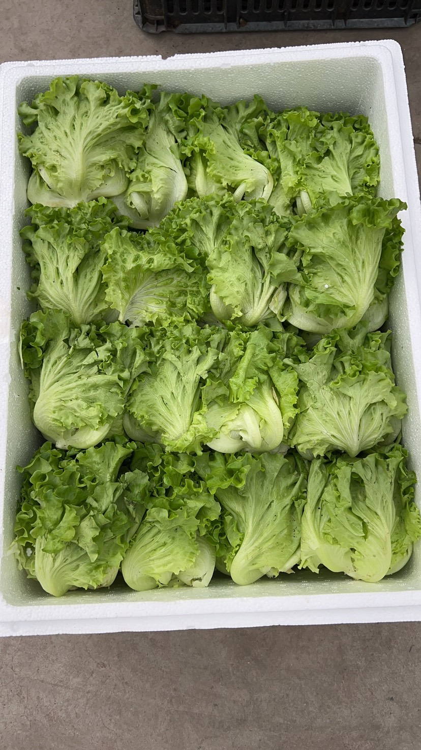 无土栽培技术生菜