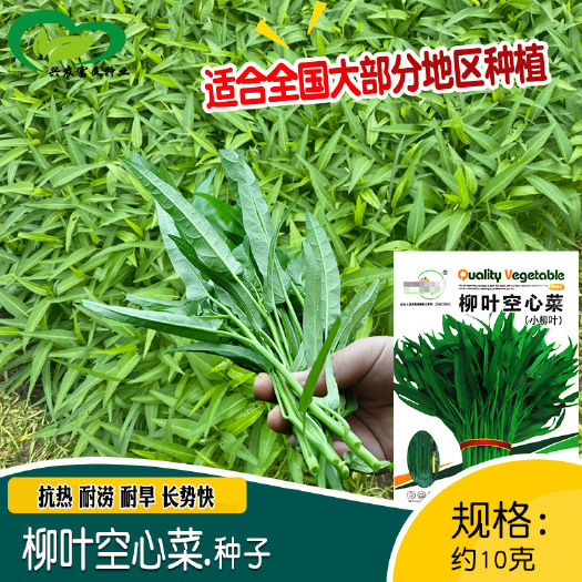 河间市柳叶空心菜种子农场菜园抗热四季种植纤维少香脆空心菜籽蔬菜种子