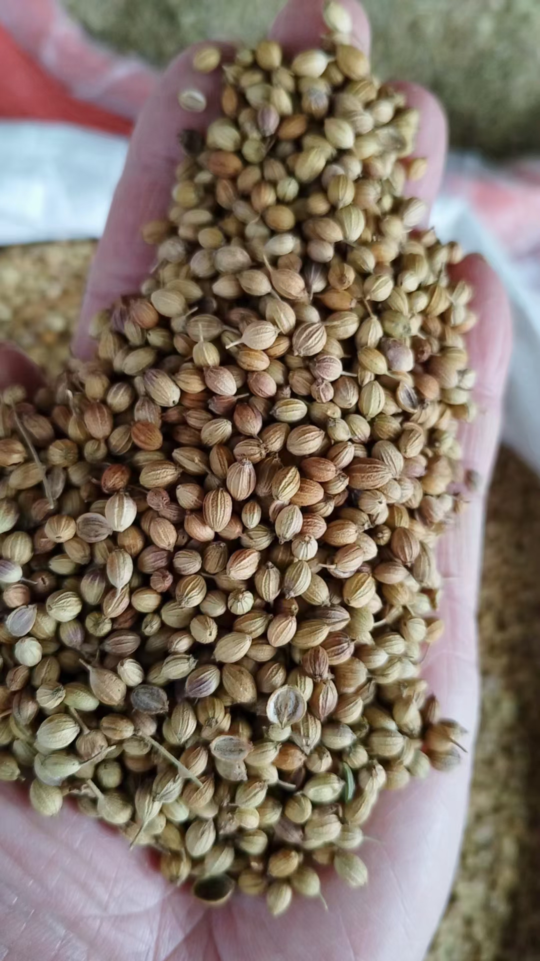 印度香菜籽  芫荽籽 大颗粒 1斤起批发价 欢迎咨询对比