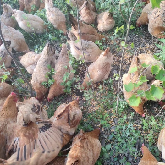 京山市【基地直供】15000只散养土母鸡公鸡散养谷物喂养土鸡1年