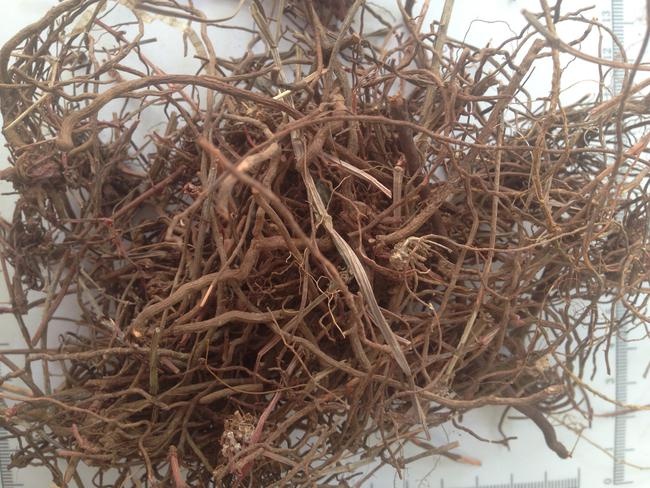正宁县茜草根