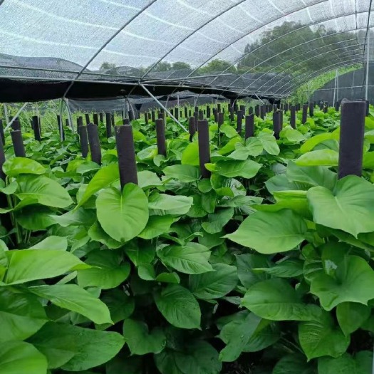 广州1.5米大叶绿萝柱，叶片肥绿茂盛