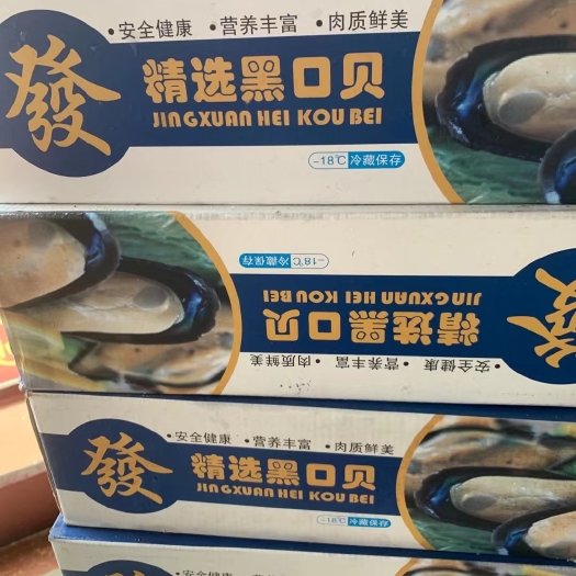 连云港单冻青口贝蓝口贝，8-10公分，一斤15头左右