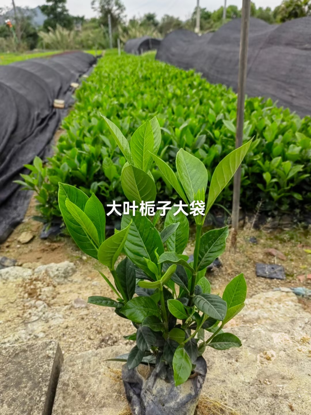 基地直供大栀子花苗 大叶栀子花苗木  庭院道路观花植物