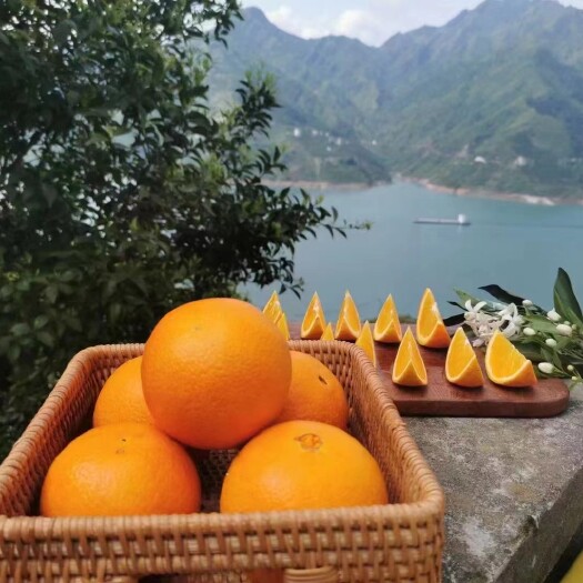【春橙伦晚】鲜橙果园直供对接电微社团公司福利物美价廉品质保证