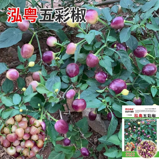 广州广西五彩椒泡椒种子四季阳台盆栽蔬菜籽种七彩辣椒籽小辣椒孑子