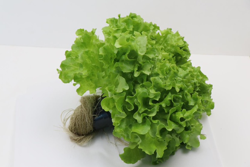 无土栽培技术生菜